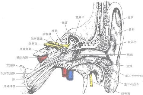 前庭 意思